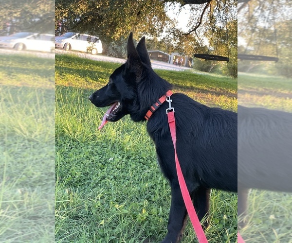 Medium Photo #5 German Shepherd Dog Puppy For Sale in WACO, TX, USA