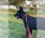 Small #4 German Shepherd Dog