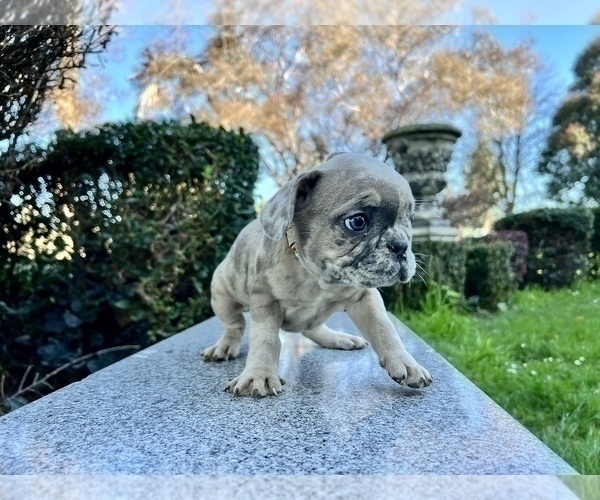 Medium Photo #235 French Bulldog Puppy For Sale in HAYWARD, CA, USA