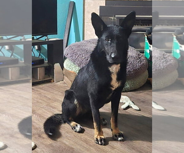 Medium Photo #2 German Shepherd Dog Puppy For Sale in Phoenix, AZ, USA