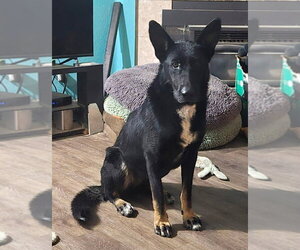 Onyx - Female German Shepherd Dog Dog for Adoption - Photo #2