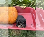 Small Photo #9 Aussiedoodle Puppy For Sale in RUSSELL, IA, USA