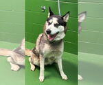 Small #1 Siberian Husky