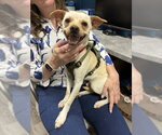 Small Chihuahua Mix