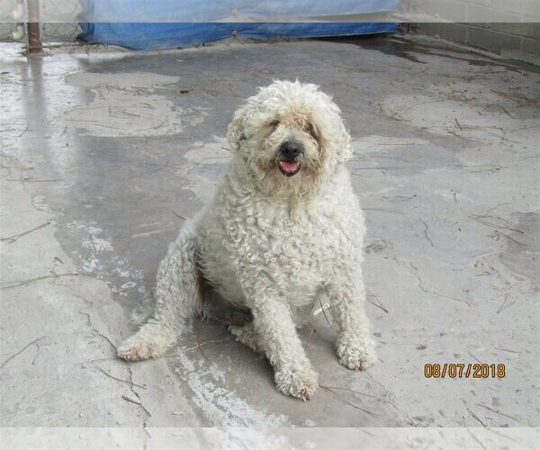 Medium Photo #1 Mutt Puppy For Sale in San Diego, CA, USA