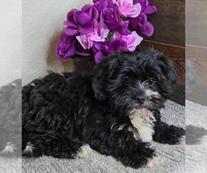 Cavapoo Puppy for sale in JASONVILLE, IN, USA