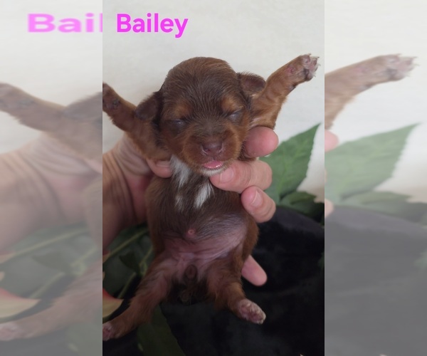 Medium Photo #9 Yorkipoo Puppy For Sale in AZLE, TX, USA