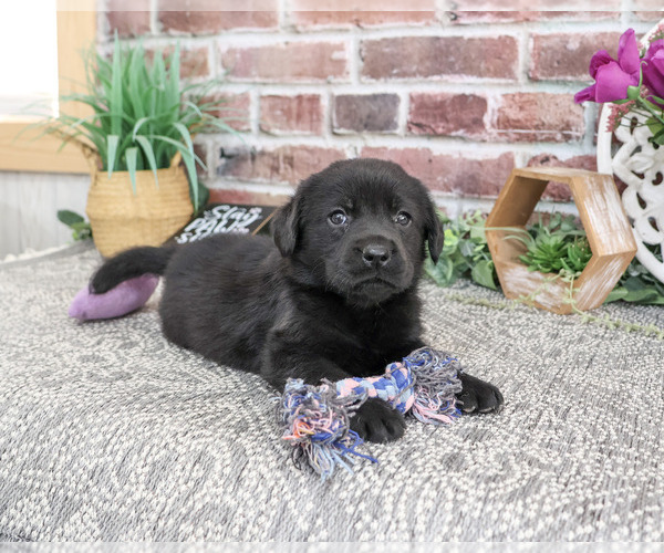 Medium Photo #4 Labrador Retriever Puppy For Sale in SYRACUSE, IN, USA