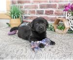 Small #3 Labrador Retriever