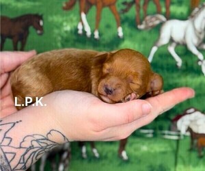 Maltipoo Puppy for sale in WINNSBORO, LA, USA
