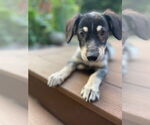 Small #2 Poodle (Miniature) Mix