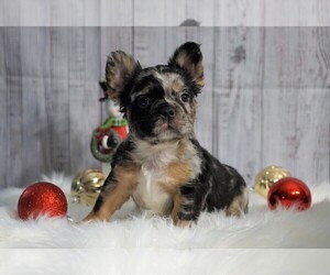 French Bulldog Puppy for sale in FREDERICKSBG, OH, USA
