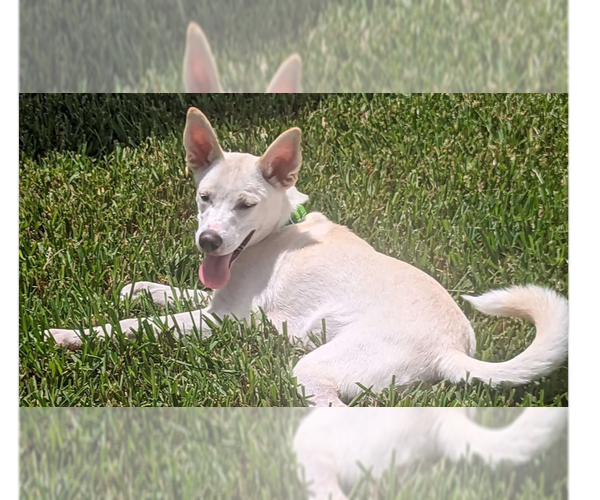 Medium Photo #5 Huskies -Labrador Retriever Mix Puppy For Sale in Tampa, FL, USA