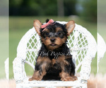Puppy Maple Yorkshire Terrier