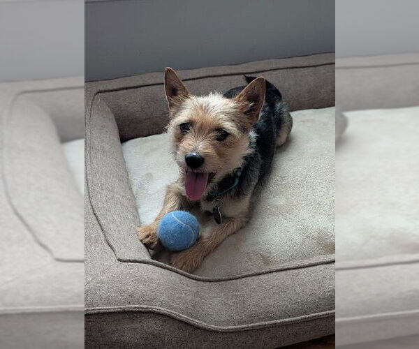 Medium Photo #5 Cairn Terrier Puppy For Sale in Arlington, VA, USA