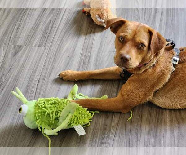 Medium Photo #3 Mutt Puppy For Sale in Calhoun, GA, USA