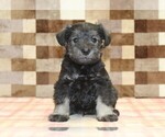Small #2 Schnauzer (Miniature)