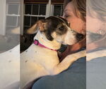 Small #1 Rat Terrier Mix