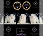 Small #6 Pomeranian