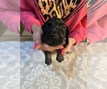 Puppy Pink collar German Shorthaired Pointer