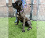 Small #6 Mastiff