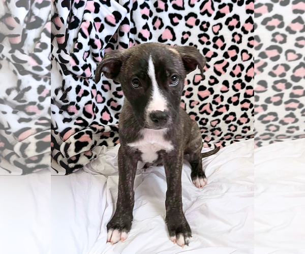 Medium Photo #9 Labrador Retriever-Plott Hound Mix Puppy For Sale in McDonough, GA, USA