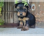 Small Photo #20 Yorkshire Terrier Puppy For Sale in MANES, MO, USA