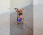 Small #2 German Shepherd Dog Mix