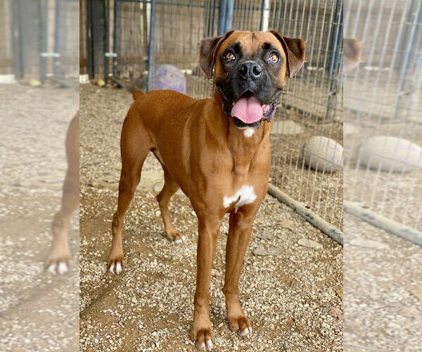 Medium Photo #2 Boxer Puppy For Sale in Austin, TX, USA