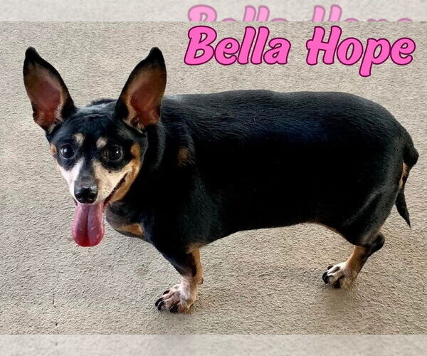 Medium Photo #51 Dachshund-Unknown Mix Puppy For Sale in San Antonio, TX, USA