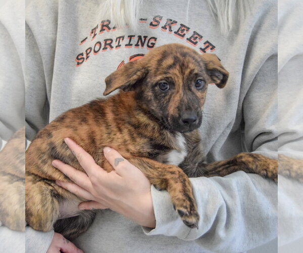 Medium Photo #2 Catahoula Leopard Dog-Labrador Retriever Mix Puppy For Sale in Huntley, IL, USA