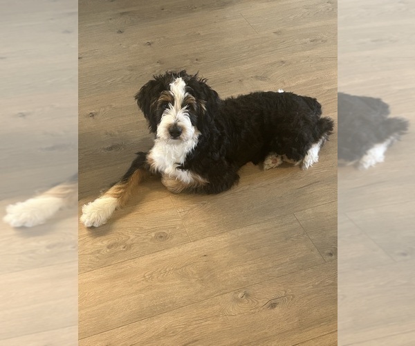 Medium Photo #2 Bernedoodle (Miniature) Puppy For Sale in ALEDO, TX, USA