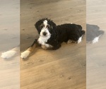 Small #1 Bernedoodle (Miniature)