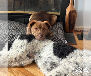 Labrador Retriever-Unknown Mix Dogs for adoption in Washington, DC, USA