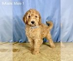 Small Photo #1 Goldendoodle Puppy For Sale in OCALA, FL, USA