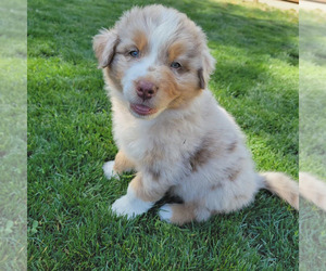 Australian Shepherd Puppy for sale in RIVERBANK, CA, USA