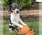 Small #1 Jack-Rat Terrier