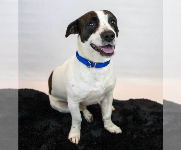 Medium Photo #8 Mutt Puppy For Sale in Kennesaw, GA, USA