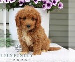 Small #2 Goldendoodle (Miniature)