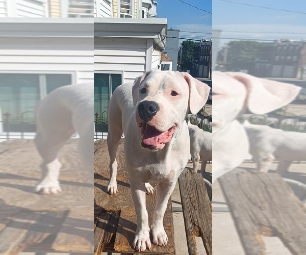 Medium Photo #9 Dogo Argentino Puppy For Sale in WILMINGTON, DE, USA