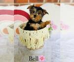 Small #16 Yorkshire Terrier