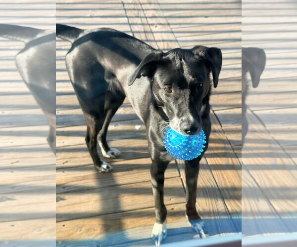 Medium Photo #3 Labrador Retriever-Unknown Mix Puppy For Sale in Germantown, OH, USA
