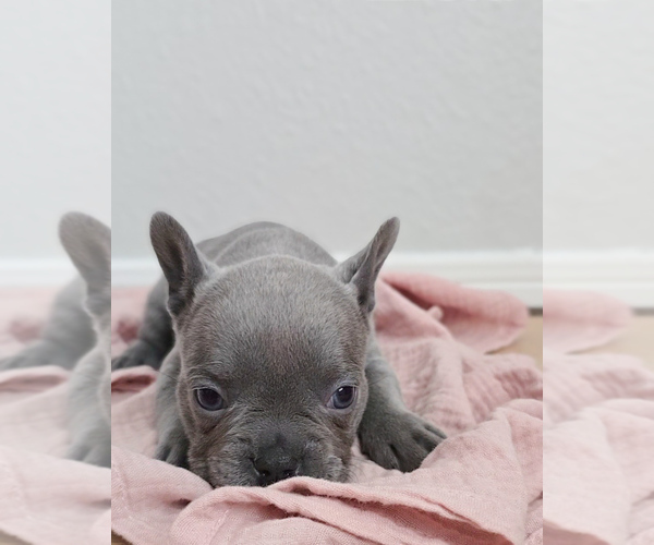 Medium Photo #12 French Bulldog Puppy For Sale in SPRING, TX, USA