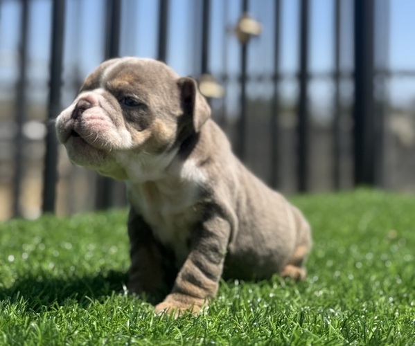 Medium Photo #10 English Bulldog Puppy For Sale in VIRGINIA BEACH, VA, USA
