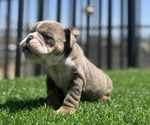 Small #9 English Bulldog