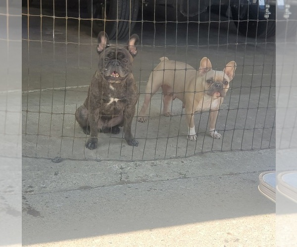 Medium Photo #1 French Bulldog Puppy For Sale in ROLLING PRAIRIE, IN, USA