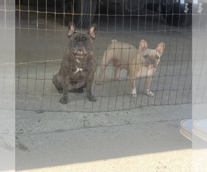 Mother of the French Bulldog puppies born on 03/24/2025