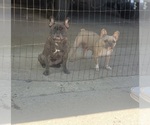Small Photo #1 French Bulldog Puppy For Sale in ROLLING PRAIRIE, IN, USA