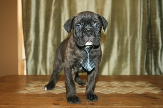 Cane Corso Puppy for sale in MONTVILLE, OH, USA