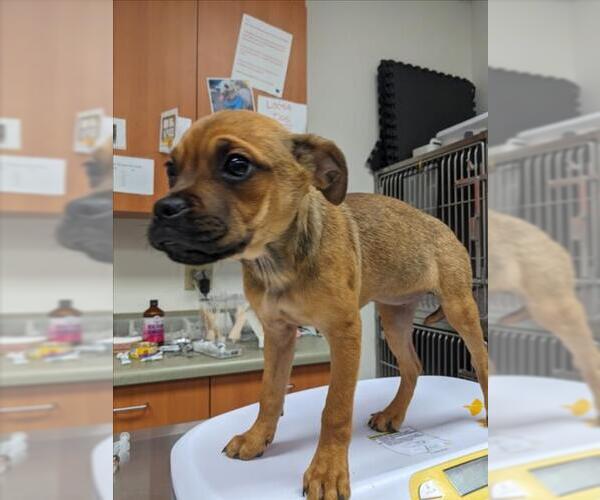 Medium Photo #1 Pug-Rottweiler Mix Puppy For Sale in Santa Cruz, CA, USA